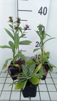Centaurea montana 'Amethyst in Snow'   pot 9x9 cm
