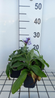 Centaurea montana   pot 9x9 cm