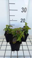 Chelonopsis moschata   pot 9x9 cm