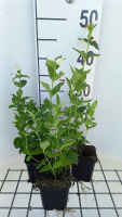 Chelone obliqua 'Alba'   pot 9x9 cm