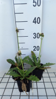 Cirsium rivulare 'LOWCIR' (Frosted Magic)   pot 9x9 cm