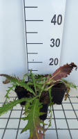 Cirsium rivulare 'Trevor's Blue Wonder'   pot 9x9 cm  