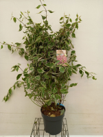 Cornus alba 'VERPAALEN2'   pot 12L   100 125 cm