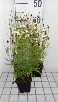 Coreopsis 'Fools Gold'   pot 9x9 cm