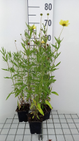 Coreopsis 'Full Moon'   pot 9x9 cm