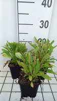 Coreopsis grandiflora 'Early Sunrise'   pot 9x9 cm  