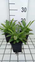 Coreopsis grandiflora 'Sonnenkind'   pot 9x9 cm  