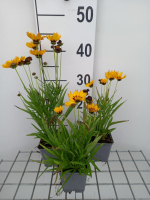 Coreopsis grandiflora 'Sunfire'   pot 9x9 cm  
