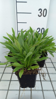 Coreopsis lanceolata 'Sterntaler'   pot 9x9 cm