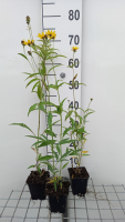 Coreopsis tripteris   pot 9x9 cm