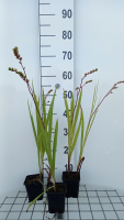 Crocosmia 'Emberglow'   pot 9x9 cm