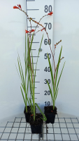 Crocosmia 'Fire King'   pot 9x9 cm  