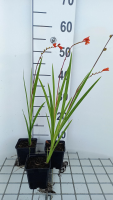 Crocosmia 'Red King'   pot 9x9 cm