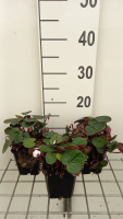 Cyclamen coum 'Album'   pot 9x9 cm  