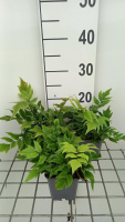 Cyrtomium fortunei var. Clivicola   pot 9x9 cm  