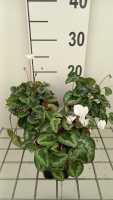 Cyclamen hederifolium 'White Pearls'   pot 9x9 cm  