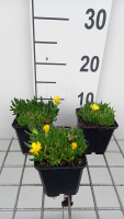 Delosperma congestum 'Gold Nugget'   pot 9x9 cm  