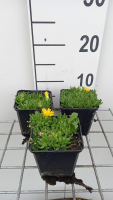 Delosperma congestum   pot 9x9 cm
