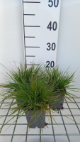 Deschampsia cespitosa 'Pixie Fountain'   pot 9x9 cm