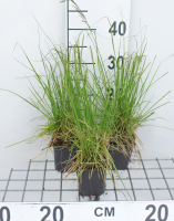 Deschampsia cespitosa 'Tardiflora'   pot 9x9 cm  