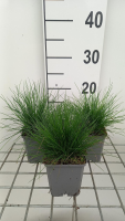 Deschampsia flexuosa   pot 9x9 cm