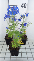 Delphinium grandiflorum 'Blauer Zwerg'   pot 9x9 cm