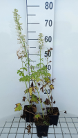 Delphinium 'M.F.' Pure white   pot 9x9 cm