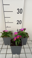 Delosperma sutherlandii   pot 9x9 cm  