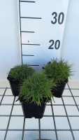 Dianthus arenarius   pot 9x9 cm