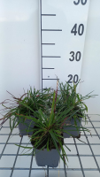 Dianthus carthusianorum   pot 9x9 cm  