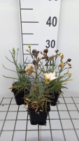 Dianthus 'Devon Cream'   pot 9x9 cm