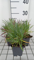 Dianthus 'Double Rose'   pot 9x9 cm