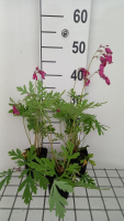 Dicentra formosa 'Bacchanal'   pot 9x9 cm