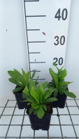 Digitalis ferruginea 'Gelber Herold'   pot 9x9 cm  