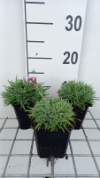 Dianthus gratianopolitanus 'Eydangeri'   pot 9x9 cm  