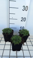 Dianthus gratianopolitanus 'Pink Jewel'   pot 9x9 cm