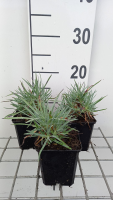Dianthus gratianopolitanus 'Rotkäppchen'   pot 9x9 cm