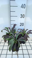 Digitalis lanata   pot 9x9 cm  