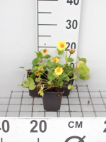Doronicum orientale   pot 9x9 cm