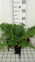 Dryopteris carthusiana   pot 9x9 cm  