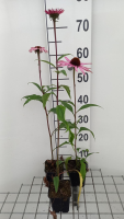 Echinacea purpurea 'Augustkönigin'   pot 9x9 cm