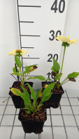 Echinacea 'Chiquita'   pot 9x9 cm