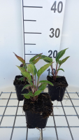 Echinacea 'Delicious Candy'   pot 9x9 cm  
