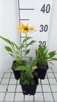 Echinacea purp. 'Espinoso Yellow'   pot 9x9 cm  