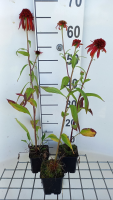 Echinacea 'Hot Papaya'   pot 9x9 cm