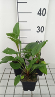 Echinacea 'Hot Summer'   pot 9x9 cm  