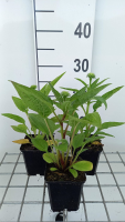 Echinacea 'Lakota Orange'   pot 9x9 cm  