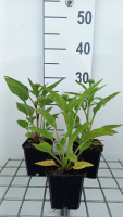 Echinacea 'Lakota Red'   pot 9x9 cm  