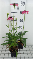 Echinacea 'Purple Emperor'   pot 9x9 cm