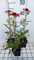 Echinacea purp. 'Sunseekers Coral'   pot 9x9 cm  